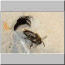 Melecta albifrons - Trauerbiene 05b 14mm am IH.jpg